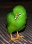 pic for Green chicken